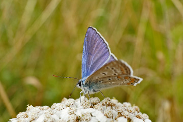 Schmetterlinge Deutschlands - Himmelblauer Bläuling