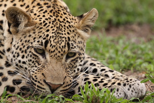 Young leopard lying in grass
