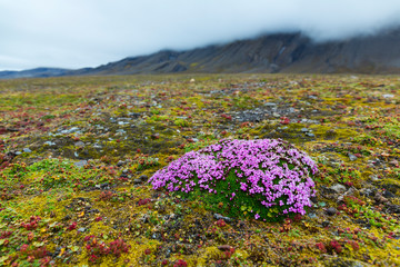 Wild flowers, Bellsund, Svalbard Islands, Artic Ocean, Norway, Europe