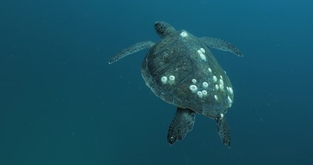 Green Turtle, (Chelonia mydas) swimming on the reefs of the Sea of Cortez, Baja California Sur, Mexico.
