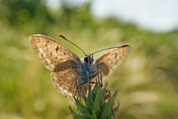Schmetterlinge Deutschlands - Himmelblauer Bläuling