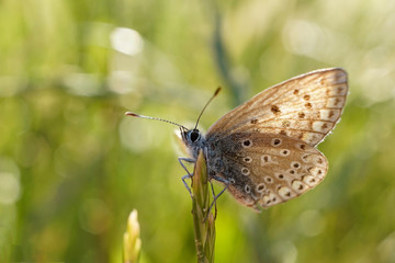 Fototapeta na wymiar Schmetterlinge Deutschlands - Himmelblauer Bläuling
