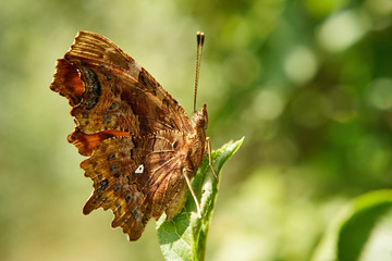 Schmetterlinge Deutschlands - C-Falter