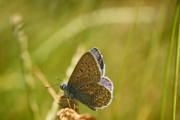 Schmetterlinge Deutschlands - Himmelblauer Bläuling