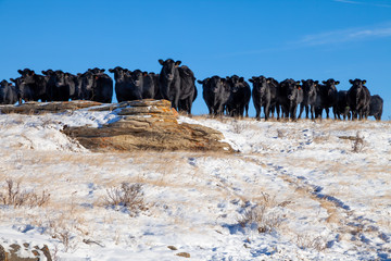 A heard of free range cattle on a ranch in southern Alberta, Canada