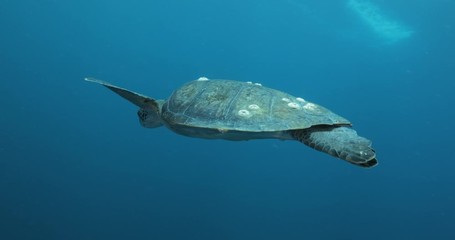 Green Turtle, (Chelonia mydas) swimming on the reefs of the Sea of Cortez, Baja California Sur, Mexico.