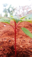 young plant in soil