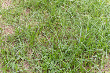 grass with water drops of dew