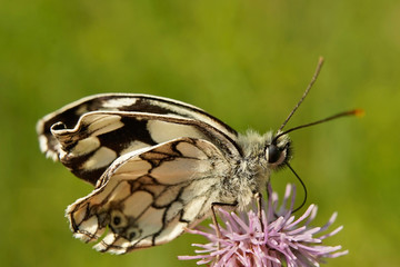 Fototapeta premium Schmetterlinge Deutschlands - Schachbrettfalter