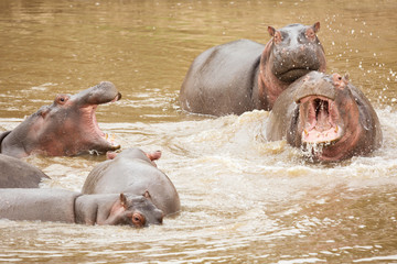 Many hippopotamus in Masai river at Masai Mara National park in Kenya, Africa. Wildlife animals.