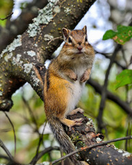 Funny chipmunk sitting on tree branch and looking at camera