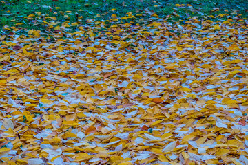 Herbstlaub und Blätter