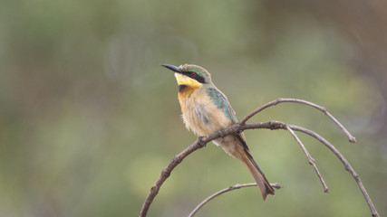 Little bee-eater on a branch at Kahi Badi Forest Park