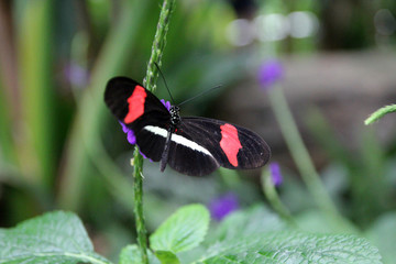 Fototapeta na wymiar Colorful butterfly sitting on leaves