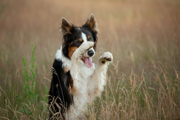 Border Collie dog on a background of yellow grass stands and waves its paws. Pet in nature posing