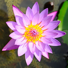Blooming pink lotus flowers in pond .(water lily)