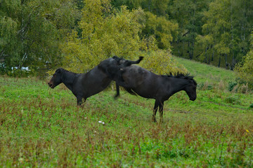 Russia. The South Of Western Siberia, Mountain Altai. Two young black horses fight for leadership in the herd