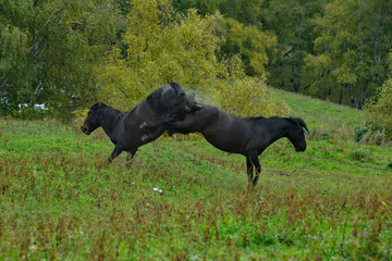 Russia. The South Of Western Siberia, Mountain Altai. Two young black horses fight for leadership in the herd