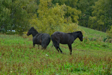 Russia. The South Of Western Siberia, Mountain Altai. Two young black horses fight for leadership in the herd
