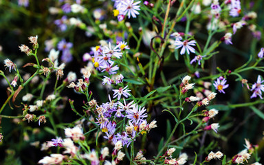 Sea aster or Tripolium pannonicum, beautiful lilac little wild flower movement under the wind in vibrant light, countryside meadow.