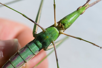 Silent Slant-Faced Grasshopper, Acrida cinerea, subfamily Acridinae, family Acrididae (the short-horned grasshoppers).