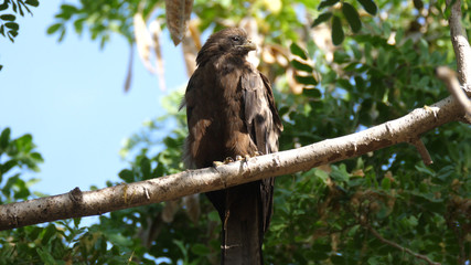 Kite bird in a tree in Senegal