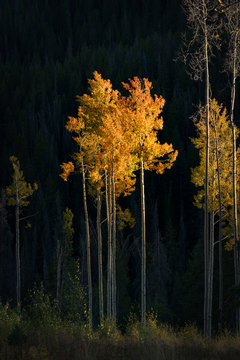 Beige leafed trees