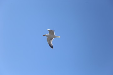 Gaviotas e nvuelo