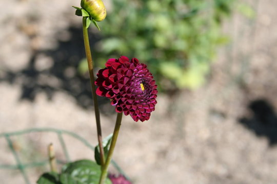 Dalias