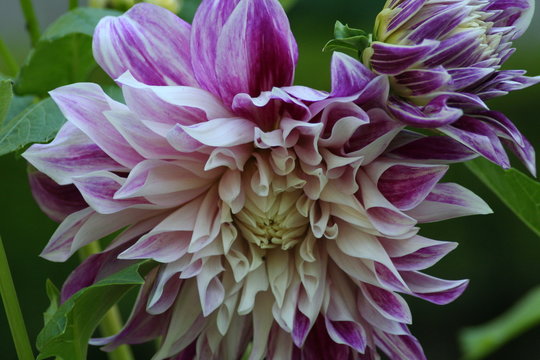 Dalias