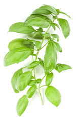 Sweet Genovese basil branch isolated on white background. Flat, Top view.