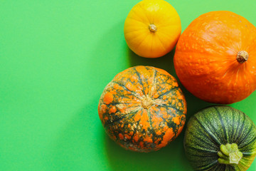 four bright colorful pumpkins on a green background. space for text, top view