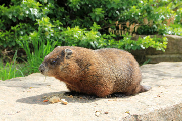Gopher sitting on the stone