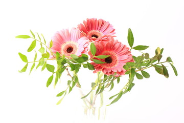 gerbera flowers with leaves on a white background