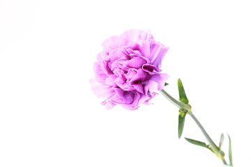 purple carnation on a white background