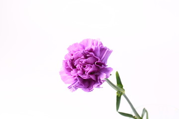 purple carnation on a white background