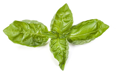 sweet basil herb leaves isolated on white background. Genovese basil leaf.