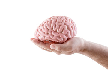 Human brain on hand isolated on white background
