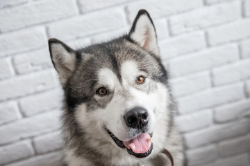 Happy Alaskan Malamute dog smiling and looking camera on white wall background