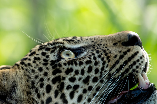 Close up of head of leopard