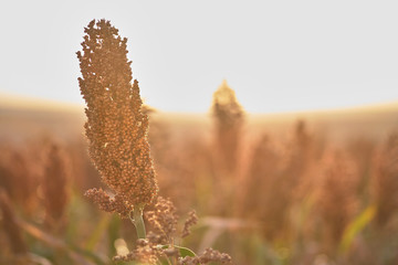 Sunrise sorghum is efficient in converting solar energy to chemical energy, and also uses less water compared to other grain crops. Moldova farm growing hybrid genetically modified biofuel