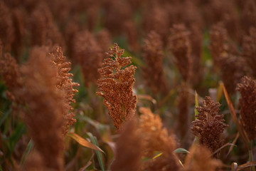 Sunrise sorghum is efficient in converting solar energy to chemical energy, and also uses less water compared to other grain crops. Moldova farm growing hybrid genetically modified biofuel