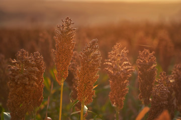 Sunrise sorghum is efficient in converting solar energy to chemical energy, and also uses less water compared to other grain crops. Moldova farm growing hybrid genetically modified biofuel