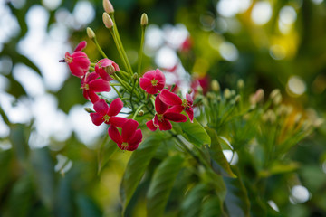 Exotic Tree Red Flower Brush