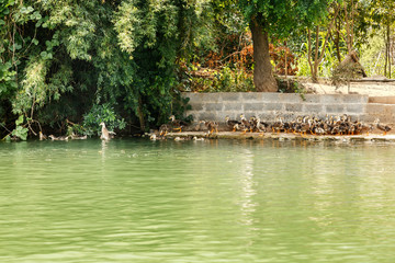 Water surface of the river with a view of the shore and ducklings