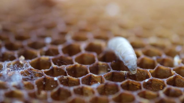 The larva wax moth bite honeycomb. Its larvae eat the wax, pollen, bee-bread and honey. Waxy Miles Destroy Bee Cells.
