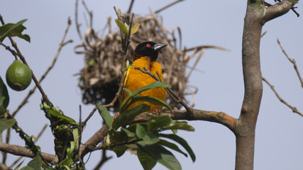 Weaver bird in a tree at Cantanhez Forests National Park