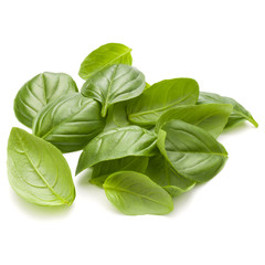 Sweet basil herb leaves handful isolated on white background closeup