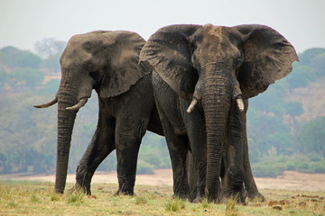 Obraz na płótnie Canvas Elephants in Chobe National Park in Botswana