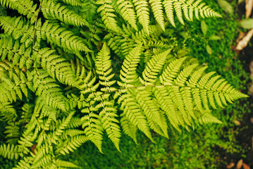 Botanischer Garten und Tropenhäuser in Hamburg
